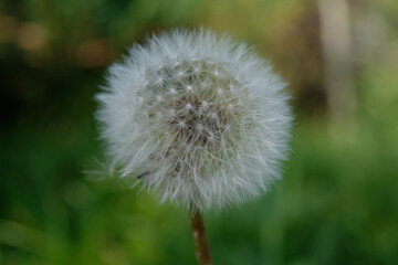 White Dandelion Aerial Seed Cap