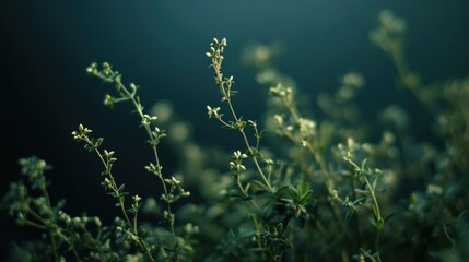 Naklejka premium A close-up view of a small plant with tiny white flowers, perfect for highlighting details in a still life or nature scene