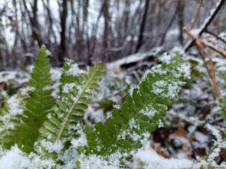 Bright green leaves of a shrub peek through a blanket of freshly fallen snow, creating a striking contrast between the vibrant foliage and the soft white snow.