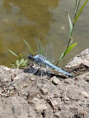 A close-up of a dragonfly captures its intricate, translucent wings and vibrant body.