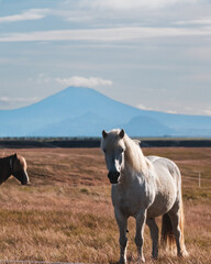 Obraz premium Icelandic horses in a meadow with Mount Hekla in the background, South Iceland...