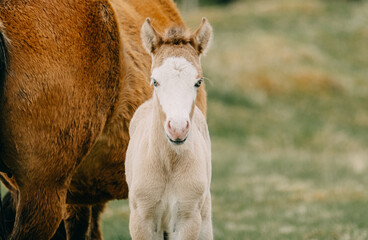 Icelandic mare with her foal standing in a green pasture in South Iceland.