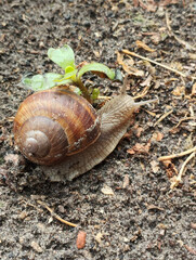 A small snail slowly makes its way across the damp earth, its delicate antennae reaching forward with curiosity.