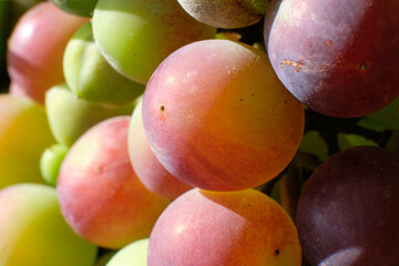 Bunches of ripening blue grapes close-up