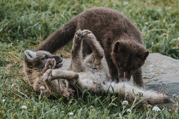 Fototapeta premium Playful arctic fox pups frolicking in the wildflowers of East Iceland...