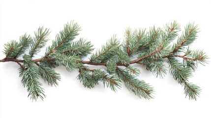 Evergreen pine branch with needles isolated on white background