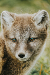 Close-up of an Arctic fox pup with soft fur and curious eyes in East Iceland...
