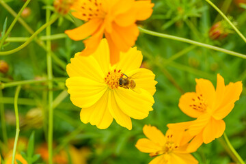 蜜を集めるミツバチとキバナコスモス