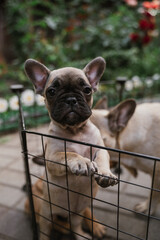 Charming French bulldog puppies exploring their playful world in a sunny garden setting