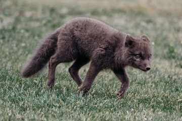 Close-up of an arctic fox intently exploring grassy terrain in East Iceland...