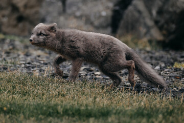 Arctic fox walking on rocky terrain in East Iceland, showcasing wildlife in its natural habitat...
