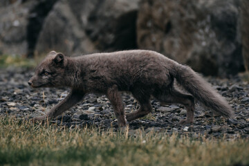 Arctic fox walking on rocky terrain in East Iceland, showcasing wildlife in its natural habitat...