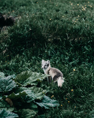 Obraz premium Arctic fox pup exploring lush greenery in East Iceland's wilderness...