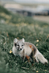 Young arctic fox pup stands alert in lush grass, East Iceland wilderness...