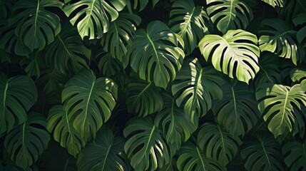 A dense arrangement of Monstera Deliciosa leaves with vibrant dark green tones, forming a seamless forest background for a tropical vibe.