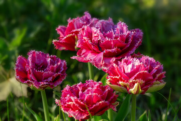Raspberry-pink Tulip Mascotte in spring garden. Tulip Mascotte is double fringed tulip whith crystal silvery-pink edge. Vibrant raspberry pink fully double blooms, with each edge fancifully fringed