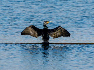 Kormoran © Adam