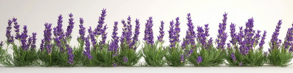 Naklejka premium A collection of purple flowers arranged on a white surface, perfect for use in still life photography or as a decorative element