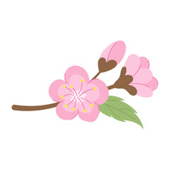 Cherry blossom branch. Vector illustration.