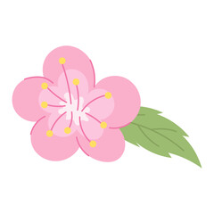 Sakura flower with leaf. Vector illustration.