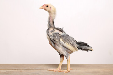 A gray male chick stands proudly on a wooden table with a white background