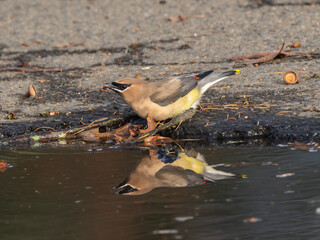 A Cedar Waxwing and its reflection in a puddle while taking a drink