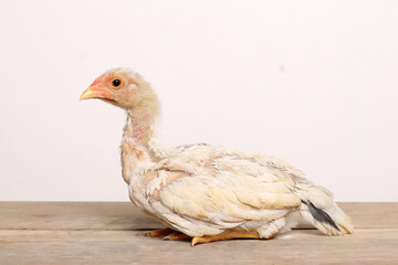 A white male chick stands proudly on a wooden table with a white background