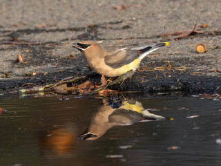 A Cedar Waxwing and its reflection in a puddle while taking a drink