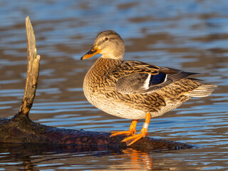 A close up of a leg-banded female Mallard duck standing in bright early morning light on a log in the water