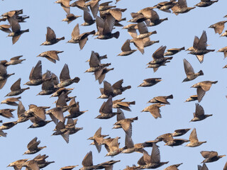 A flock of predominantly immature European Starlings in flight