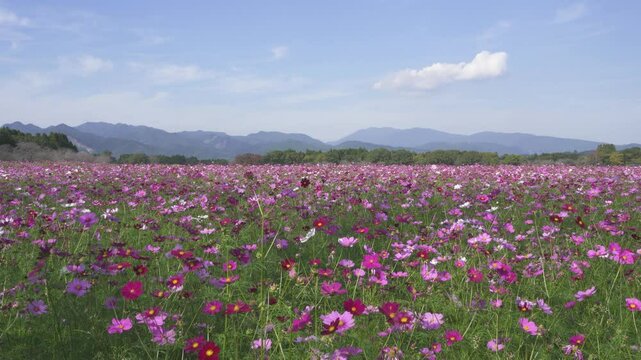 西都原古墳群のコスモス畑