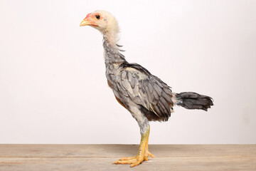 A gray male chick stands proudly on a wooden table with a white background
