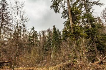 Landscapes - Forest - Europe, Romania, Suceava region