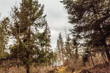 Fototapeta premium Landscapes - Forest - Europe, Romania, Suceava region