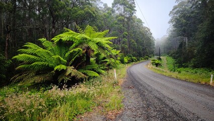 Road through tropical vegetation with giant ferns