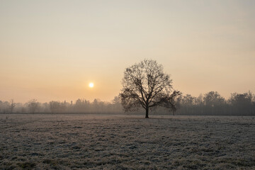 Winter morning.
Winter morning at sunrise and frost on the grass.