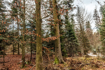 Landscapes - Forest - Europe, Romania, Suceava region