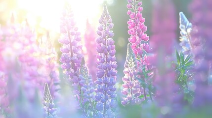 Naklejka premium Vibrant Lupine Flowers in a Sunlit Meadow Soft Pastel Colors Spring Bloom