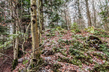 Landscapes - Forest - Europe, Romania, Suceava region