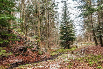 Landscapes - Forest - Europe, Romania, Suceava region