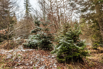 Landscapes - Forest - Europe, Romania, Suceava region