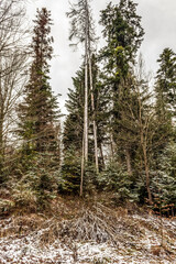 Landscapes - Forest - Europe, Romania, Suceava region