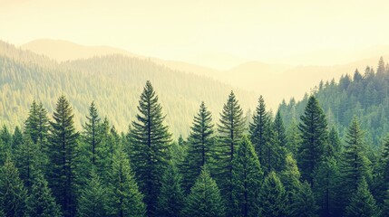 Fototapeta premium Majestic Evergreen Forest Landscape Serene Mountain Range with Lush Coniferous Trees at Dawn