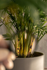 Examining plant health with a magnifying glass in a bright indoor setting