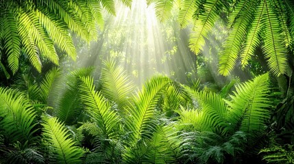 Obraz premium Lush Tropical Rainforest Sunlight Beams Through Ferns Jungle Foliage Green Nature