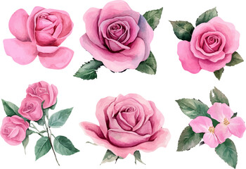 set of pink roses
