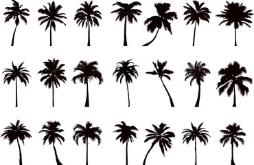 palm trees collection, set silhouette on white background vector