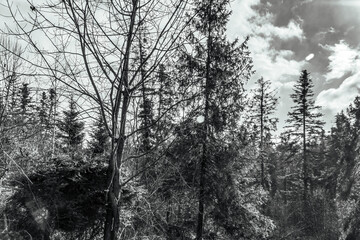 Landscapes - Forest - Europe, Romania, Suceava region