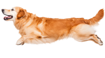 golden retriever dog jumping joyfully with enthusiasm and energy, isolated on transparent background
