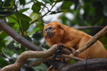 Tamarin Monkey Up Close and Personal